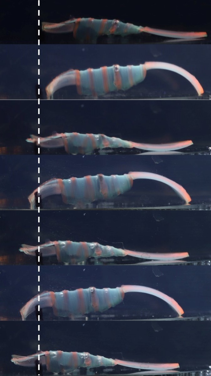 ربات های ژلی که از تغییر دما نیرو گرفته و داروهای نجات بخش را به نقاط مختلف بدن انسان می رسانند