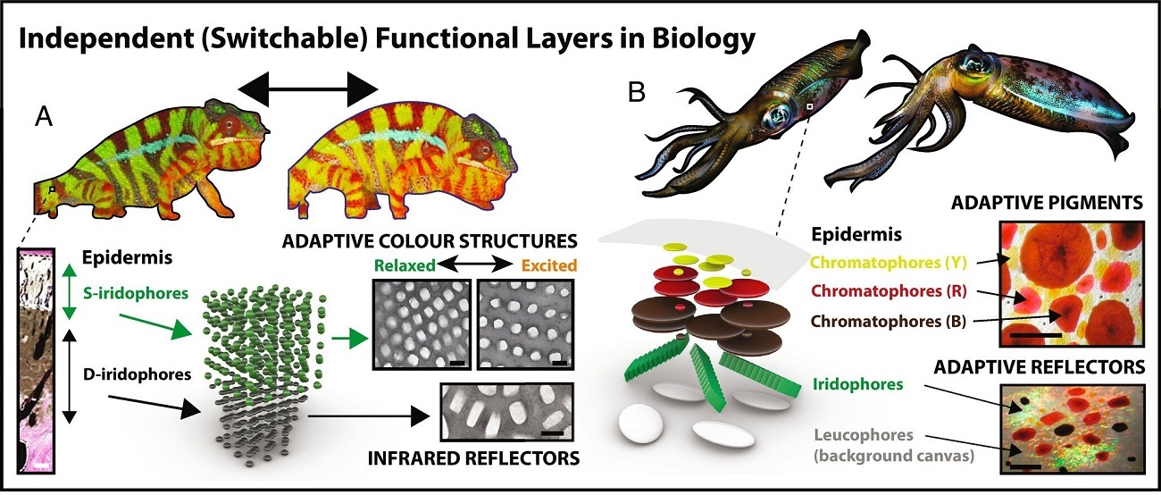 پنجره مایع با الهام از پوست ماهی مرکب می تواند به ساختمان ها در صرفه جویی انرژی کمک کند
