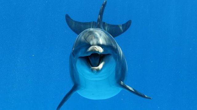 آیا حیوانات هم از آمیزش جنسی لذت می‌برند؟