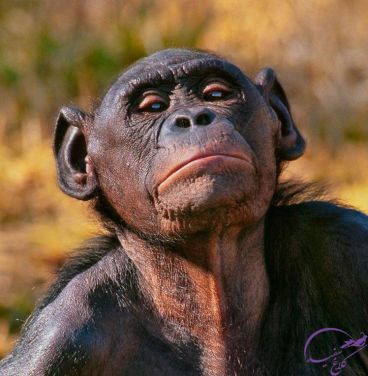 آیا حیوانات هم از آمیزش جنسی لذت می‌برند؟