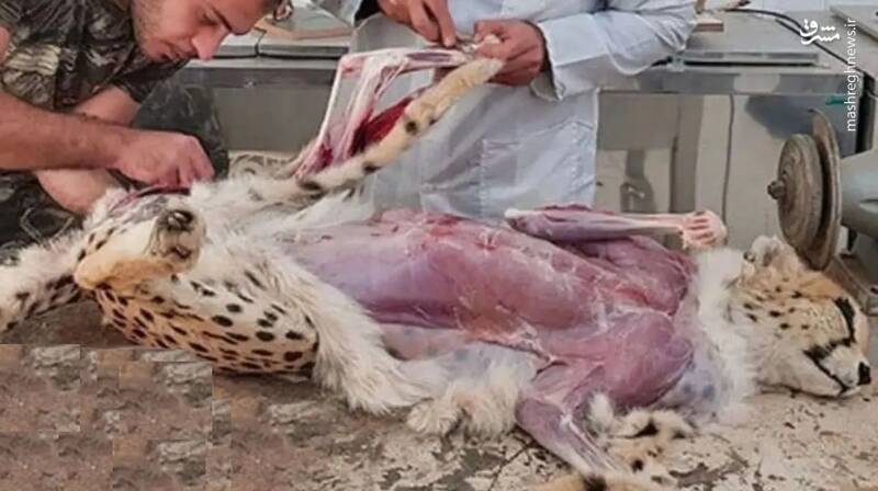 کندنِ پوست‌ پیروز پس از مرگ؟ | سرنوشت یوز محبوب پس از مرگ