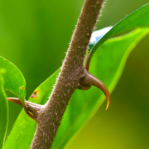 پنجه گربه؛ درباره یک گیاه 30 متری و فواید جالب آن! (+عکس)