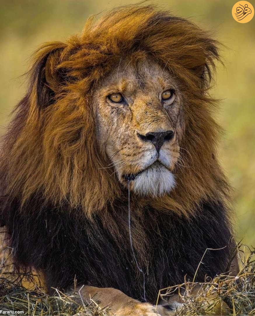 «باب جونیور» شیرشاه سرنگیتی به دست رقبایش کشته شد / رقبای جوانتر هر دو برادر را کشته‌اند