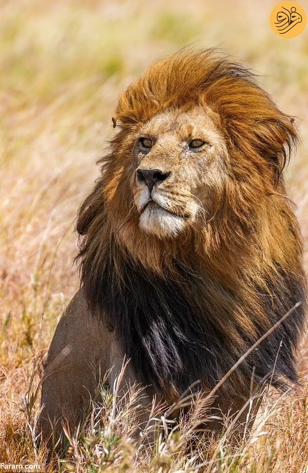 «باب جونیور» شیرشاه سرنگیتی به دست رقبایش کشته شد / رقبای جوانتر هر دو برادر را کشته‌اند