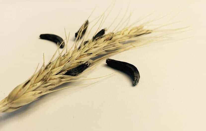 همراه با آلکالوئیدهای ارگوت و کاربردهای آن