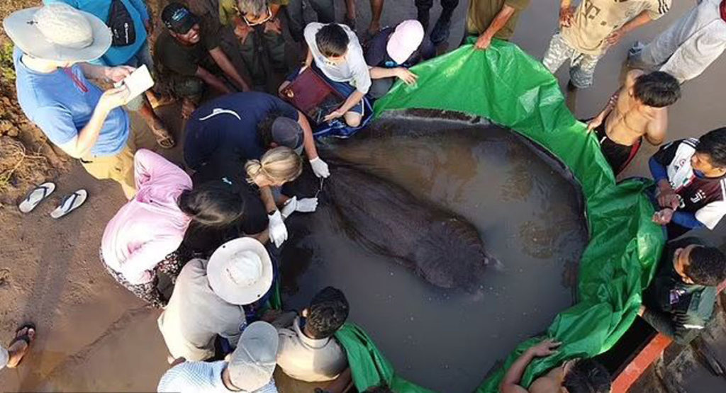 بزرگترین ماهی آب شیرین جهان صید شد! (+عکس)