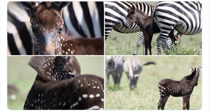 به باغ&zwnj;وحش حیوانات عجیب خوش آمدید