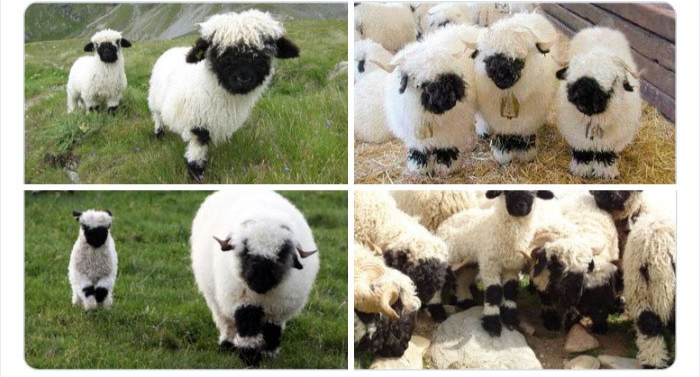 به باغ&zwnj;وحش حیوانات عجیب خوش آمدید