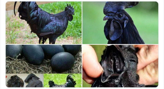 به باغ&zwnj;وحش حیوانات عجیب خوش آمدید