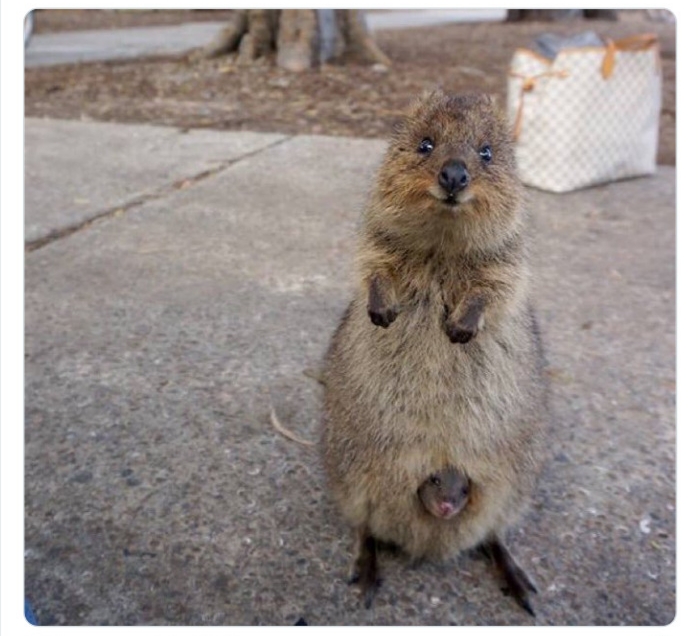 به باغ&zwnj;وحش حیوانات عجیب خوش آمدید