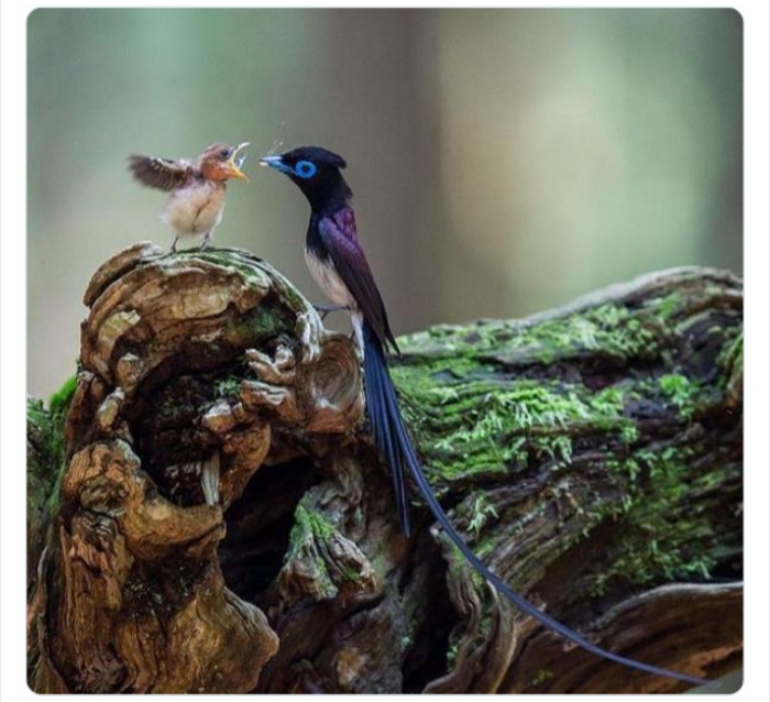 به باغ&zwnj;وحش حیوانات عجیب خوش آمدید