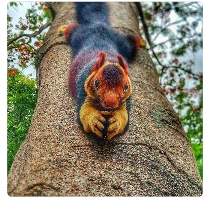 به باغ&zwnj;وحش حیوانات عجیب خوش آمدید