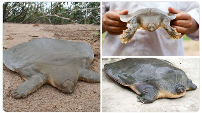 به باغ&zwnj;وحش حیوانات عجیب خوش آمدید