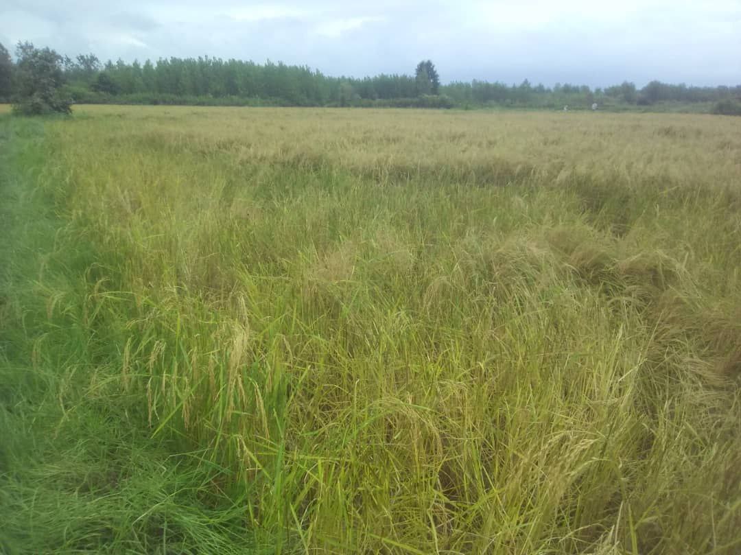 شیوه‌ تأسف انگیز از دزدی در شمال (+عکس)