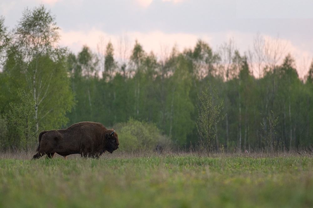 آشنایی با قدیمی ترین جنگل های جهان