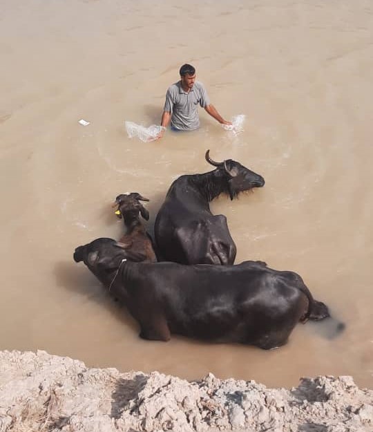 خوزستان؛ نهر عبودی پرآب شد؛ گاومیش ها خوشحال شدند