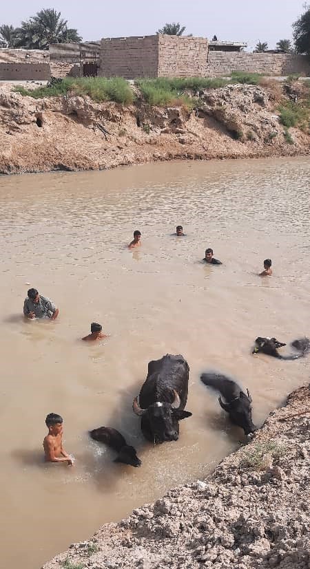 خوزستان؛ نهر عبودی پرآب شد؛ گاومیش ها خوشحال شدند