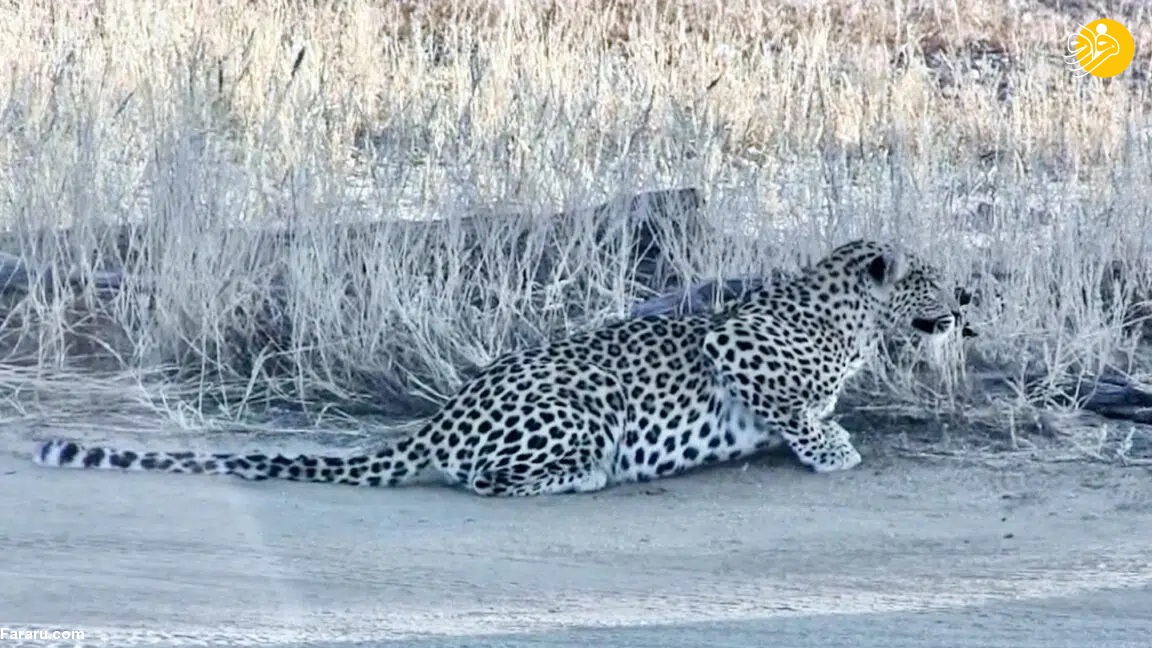 پلنگ یک شغال در حال شکار را شکار کرد!