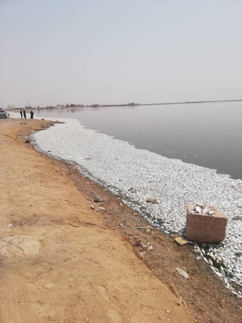 ادامه مرگ ماهی ها در ماهشهر / اختلاف بر سر دلیل ادامه مرگ ماهی ها در ماهشهر / اختلاف بر سر دلیل