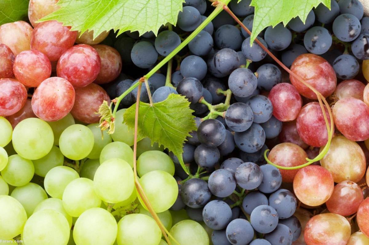 طرز تهیه مربای انگور، یک مربای بدون شکر!