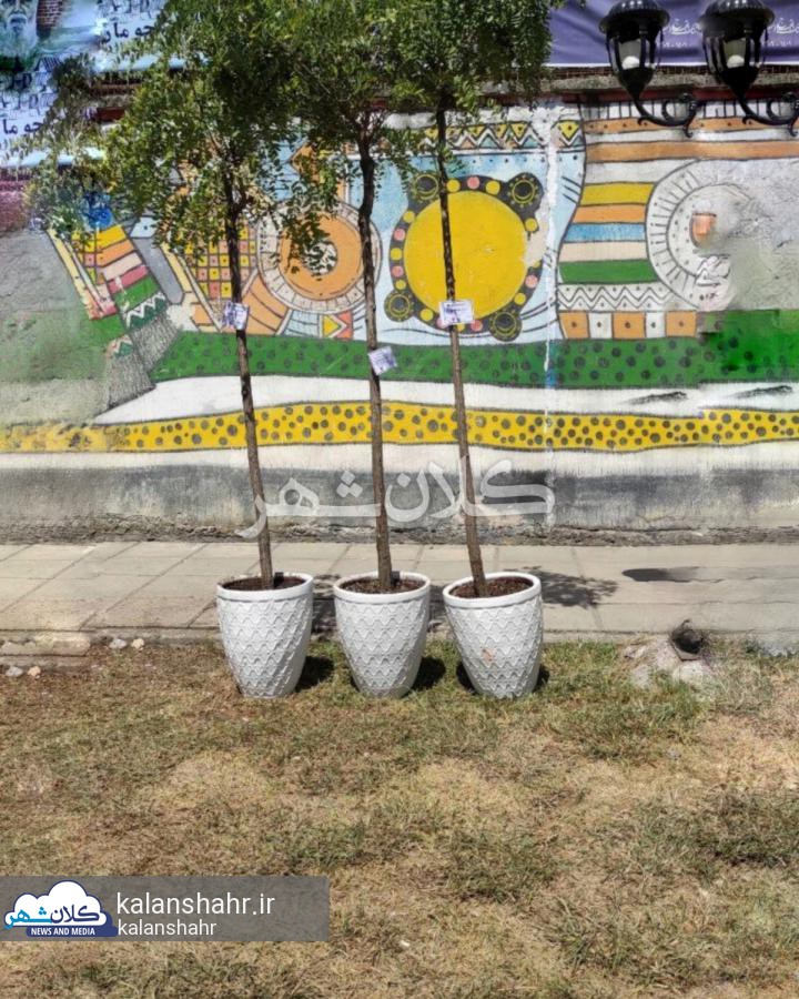 اشتباه فروشنده،هدیه ی همایون شجریان را پرماجرا کرد؛درختچه های ارغوان مزار «سایه» در باغ محتشم رشت «لِلِکی» از آب درآمد!/تصاویر