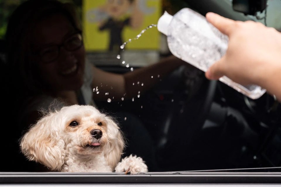 جشن عروسی سگ‌های خانگی در فیلیپین