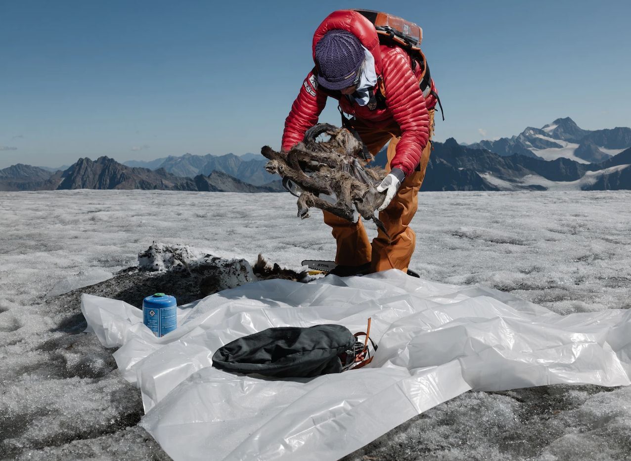 بزکوهی 500 ساله از یخچال کوههای آلپ سر درآورد (+عکس) بزکوهی 500 ساله از یخچال کوههای آلپ سر درآورد (+عکس)