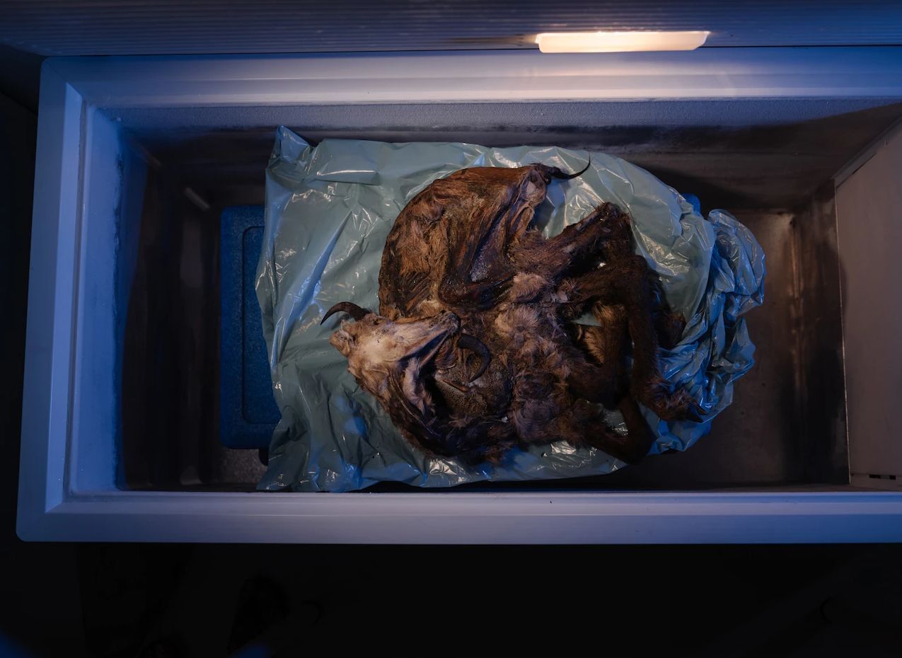 بزکوهی 500 ساله از یخچال کوههای آلپ سر درآورد (+عکس) بزکوهی 500 ساله از یخچال کوههای آلپ سر درآورد (+عکس)