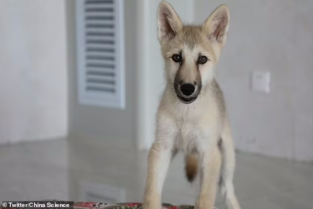 اولین گرگ قطبی شبیه سازی شده در چین متولد شد