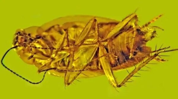 کشف راز سوسک ۳۰میلیون ساله در کهربا کشف راز سوسک ۳۰میلیون ساله در کهربا