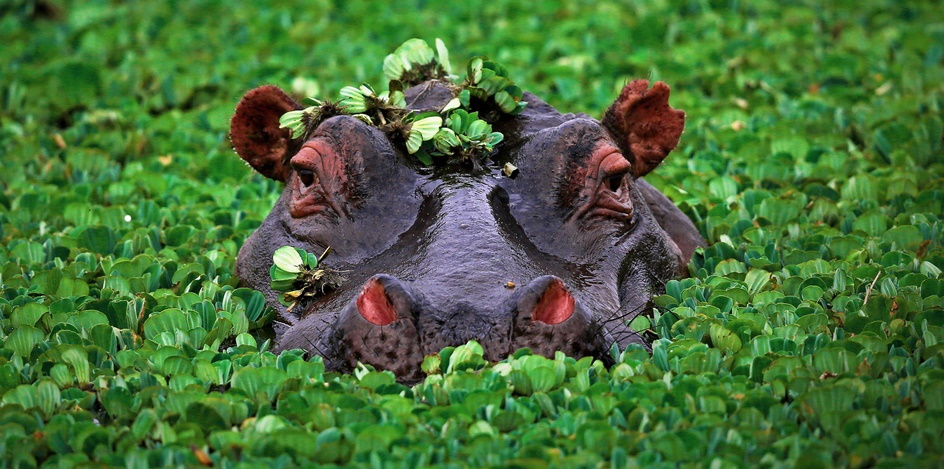 محبوب ترین حیوانات در نقاط مختلف جهان کدامند؟ (اینفوگرافیک)