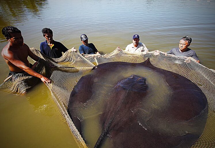 شکار غول‌ ماهی ۴ متری در تایلند (+عکس)