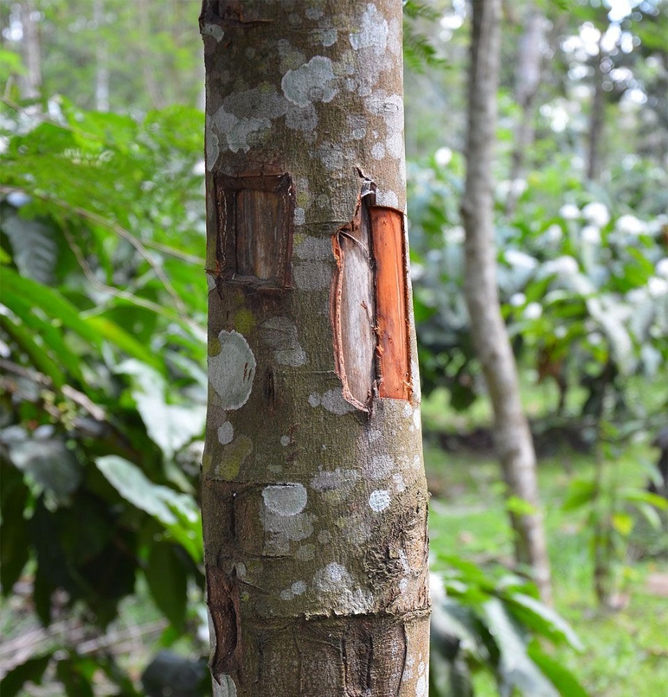 درخت دارچین