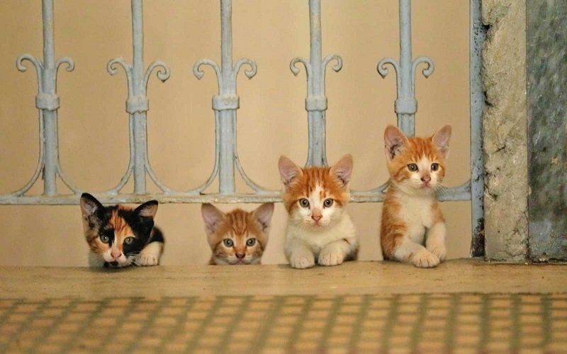 چرا استانبول شهر گربهها است؟ چرا استانبول شهر گربهها است؟