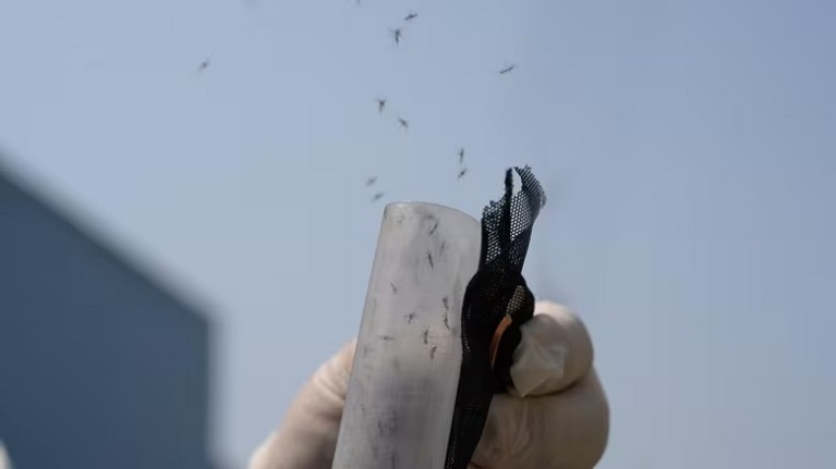 ساخت کارخانه تولید پشه با هدف توقف بیماری تب دنگی در برزیل