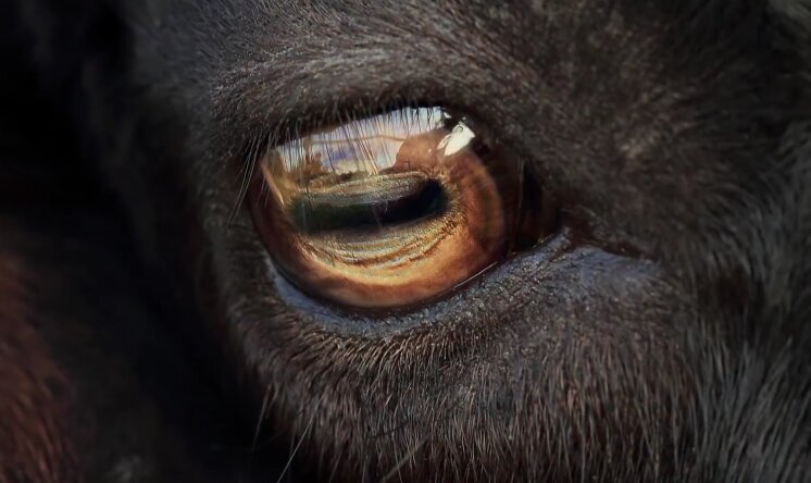 چشم بزها چشم بزها