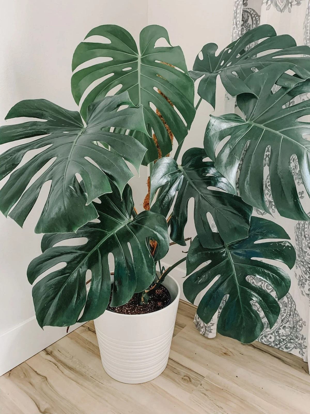 گیاه برگ انجیری